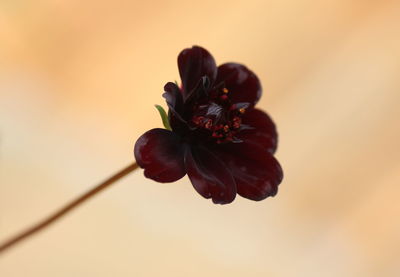 Close-up of chocolat flower against blurred background