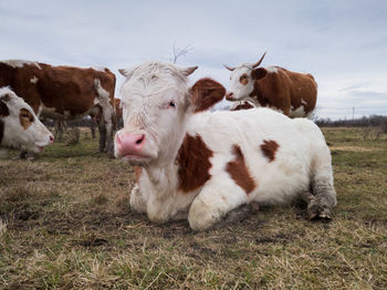 Cows in a field