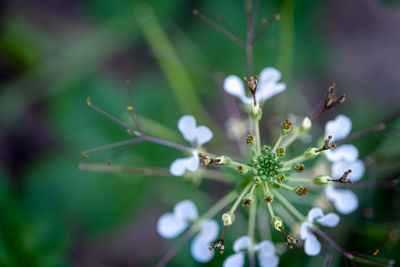 Close-up of flowering plant