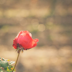 Close-up of red flower