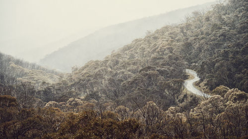 View of an animal on land