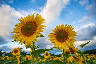 Close-up of sunflowers blooming on field against sky