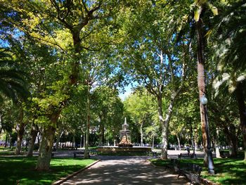 Trees in park