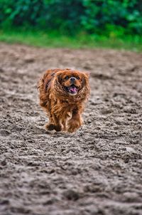 Portrait of a dog running on field