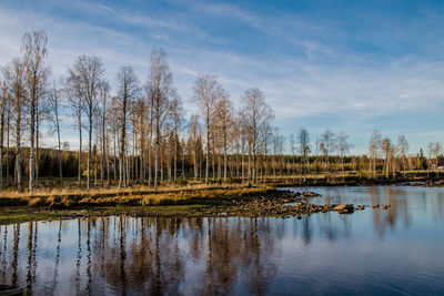 Reflection of trees in calm lake