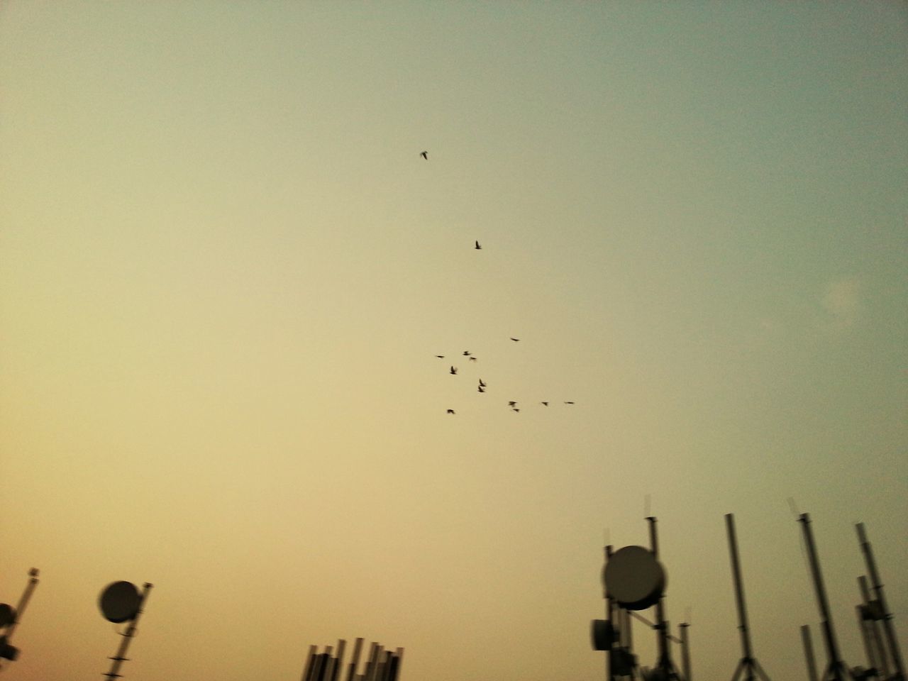 bird, flying, low angle view, animal themes, animals in the wild, flock of birds, wildlife, silhouette, clear sky, sky, mid-air, copy space, medium group of animals, nature, built structure, perching, architecture, sunset, in a row