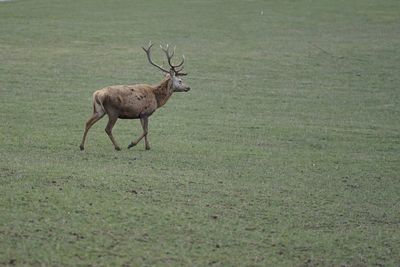 Deer on a field