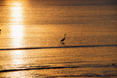 Bird flying over sea during sunset