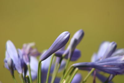 Close-up of purple flowers