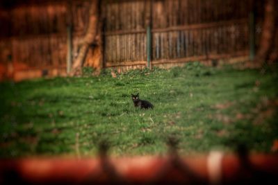 View of bird in field