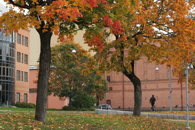 Autumn leaves on tree trunk