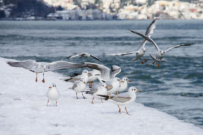 Seagulls flying at frozen shore