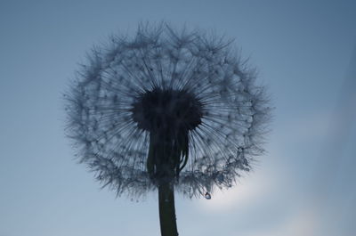 Low angle view of dandelion against clear sky
