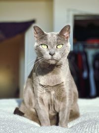 Gray kitty glares