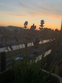 Close-up of flowering plants on field against sky during sunset