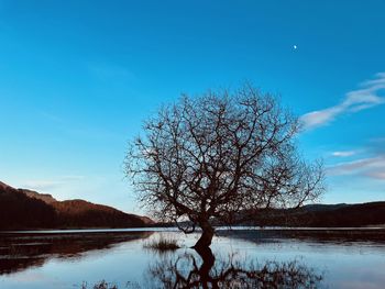 Bare tree by lake against blue sky