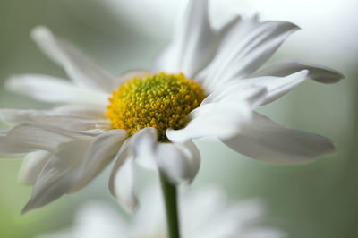 Close-up of white flower blooming outdoors