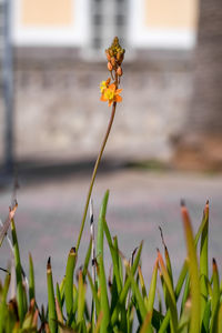 Close-up of yellow flowering plant