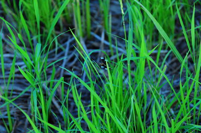 Close-up of bird perching on grass in field