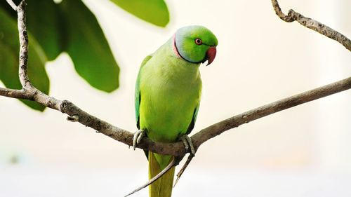 Close-up of parrot perching on branch