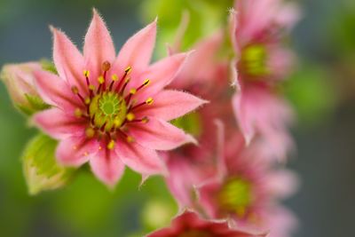 Close-up of pink flower