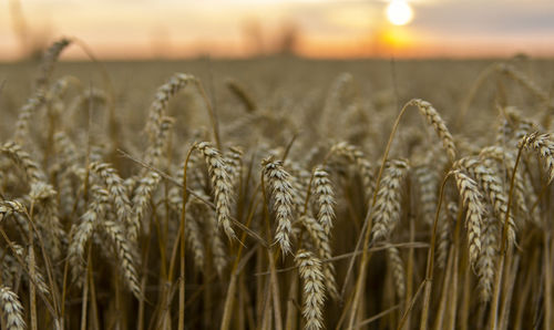 Close-up of wheat field