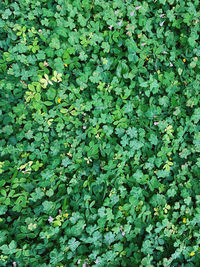 Full frame shot of plants growing on field