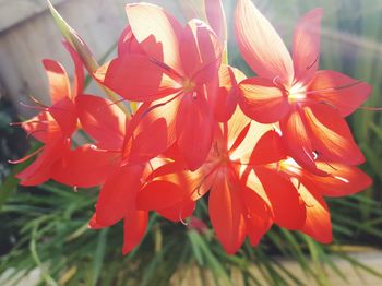 Close-up of red flowers growing on plant