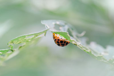 Close-up of ladybug on leaf