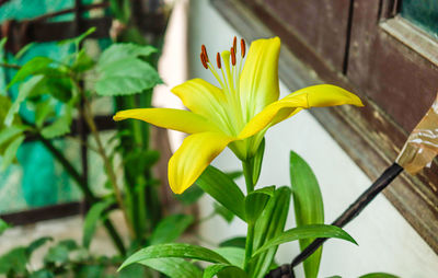 Close-up of yellow flower