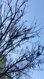 Low angle view of bare tree against clear sky