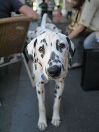 Close-up of dog