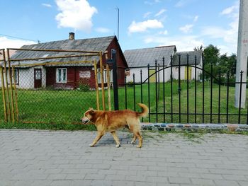 Golden retriever walking on footpath by houses against sky