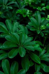 Full frame shot of green leaves