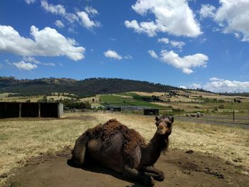 View of a camel on field against sky