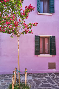 Potted plant against building