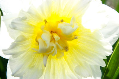 Close-up of yellow flower blooming outdoors