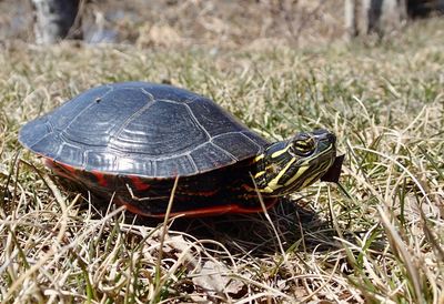 Close-up of a turtle in the field