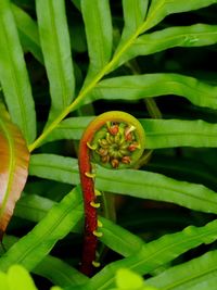 Close-up of leaves