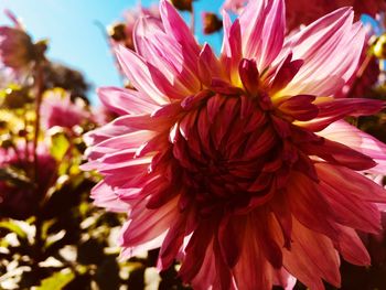 Close-up of pink dahlia