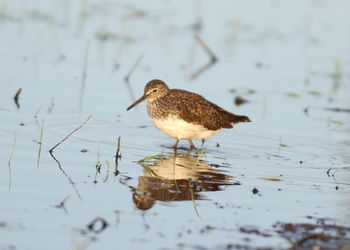 Bird in a lake