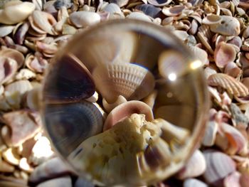 Close-up of seashell