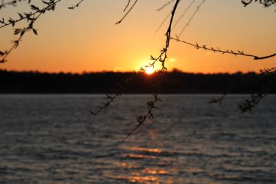 Silhouette tree against sky during sunset