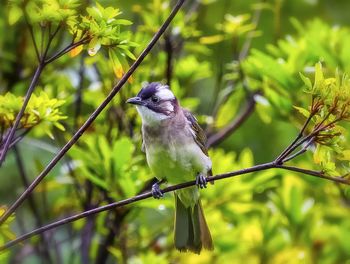 Bird perching on branch