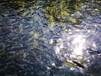 High angle view of koi carps swimming in water