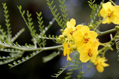 Close-up of yellow flowers