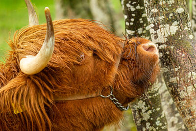Close-up of a horse