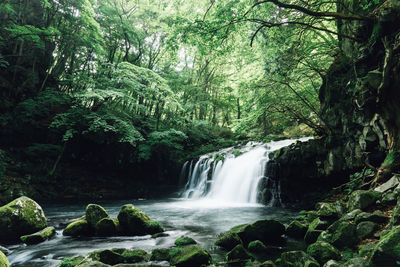 Scenic view of waterfall in forest