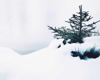 Tree against sky during winter