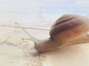 Close-up of snail